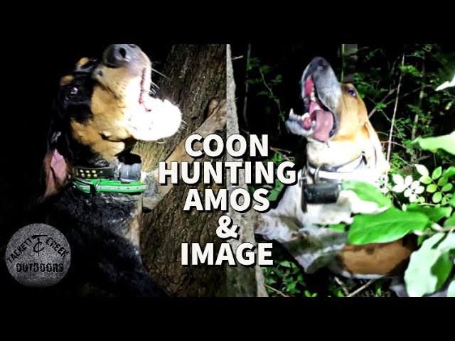 Coon Hunting | Amos & Image | 2 Pups