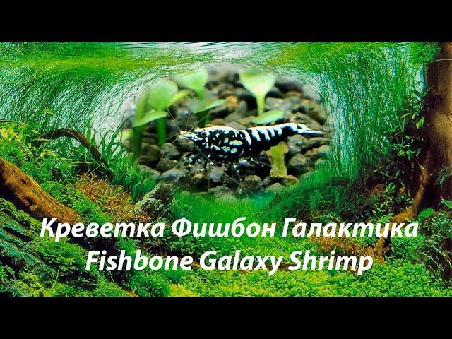 Креветка Фишбон Галактика / Fishbone Galaxy  Shrimp