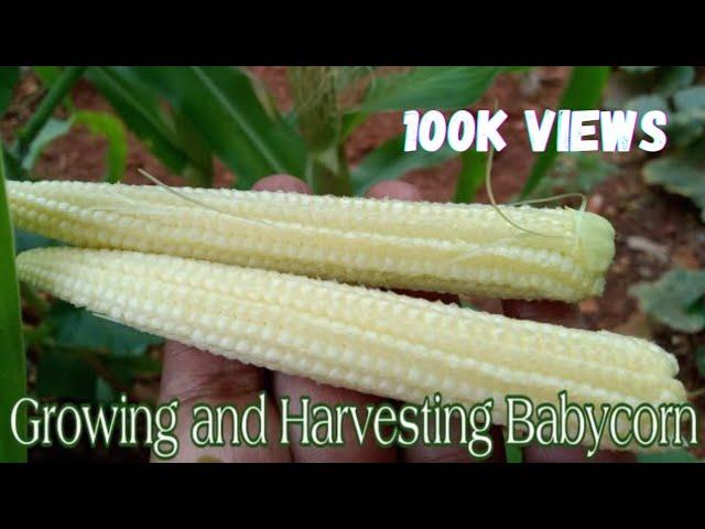 Growing and Harvesting Babycorn | How to grow Babycorn from seeds