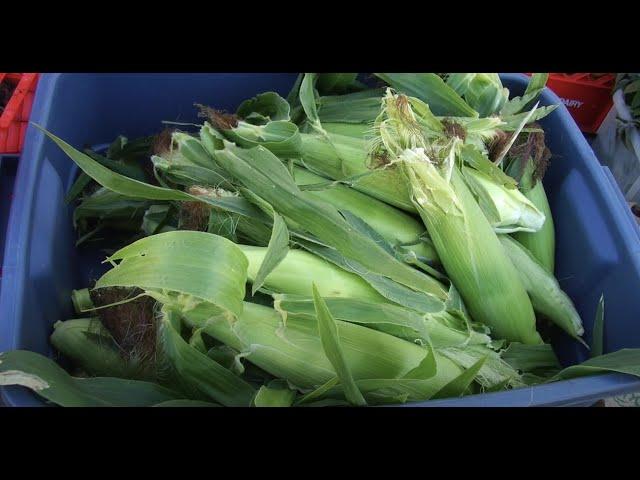 How to Grow Corn - In the Alaska Garden with Heidi Rader