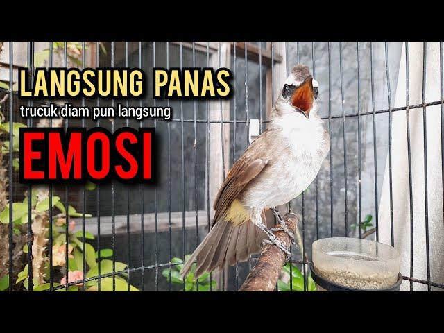 trucukan gacor TARUNG ROPEL PANJANG pancingan trucukan agar bunyi jadikan burung trucuk gacor NYAUT