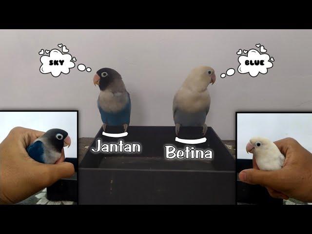 Cara Membedakan Jenis Kelamin Lovebird Jantan Dan Betina | 100% Akurat Tanpa Tes DNA !!!