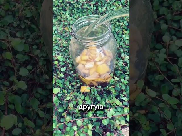 Удобрение из банана #огород #дача #грунт #земля #сад