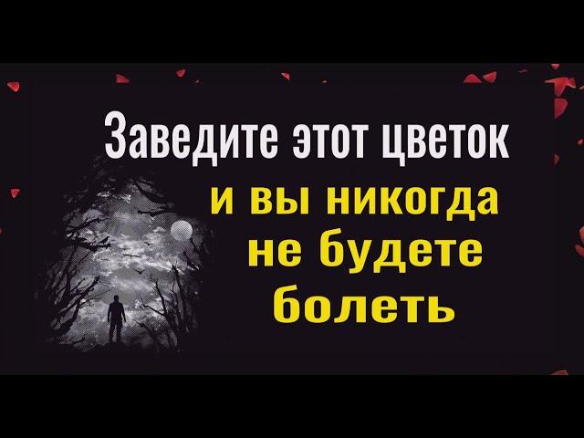 Вы сразу перестанете болеть когда заведёте этот цветок