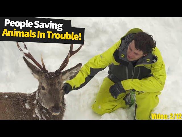 Kind and touching moments: people saving wild animals in trouble. | Wild Animal Rescue