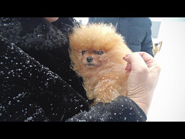 How did EVERYTHING CHANGE in one day? Little fluffy on the way to his happiness!