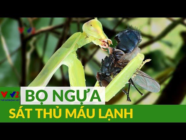 Bọ ngựa - Sát thủ vô hình, loài côn trùng bí ẩn |Thế giới động vật |VTV2