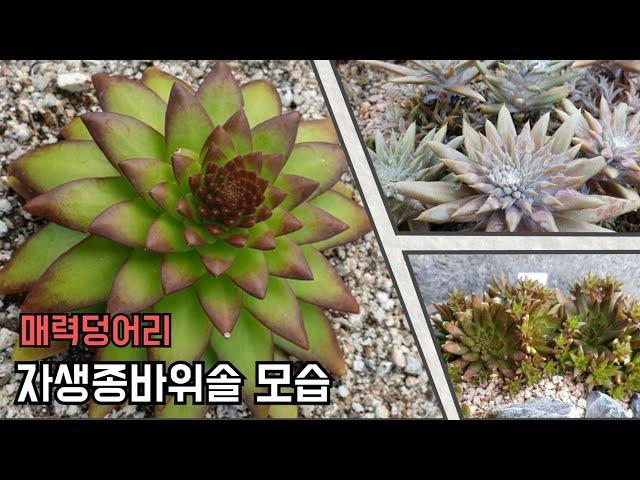 연화바위솔/ 자생종바위솔의 매력