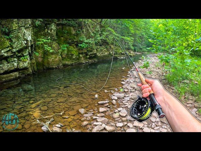 Fly Fishing a Small Creek with a Big Fish!! (Brook Trout)