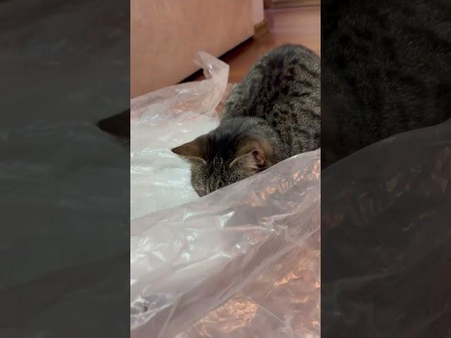 #cat #cute #cutecat #pets
