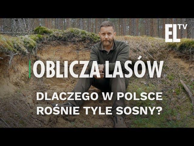 Dlaczego w Polsce rośnie tyle sosny? | Oblicza lasów #28