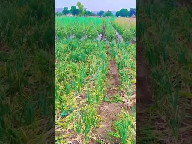 Subodh Raut MH 30#trending#shorts#shortvideo#vairal#vairalvideo#like#youtube#water#status#new#all