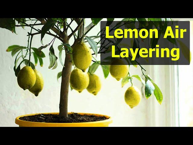 Air Layering Fruit Tree | Citrus Air Layering