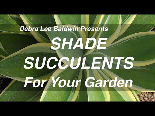 Shade Succulents for Your Garden