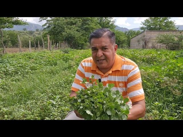 Cortando las verdolagas de campo.