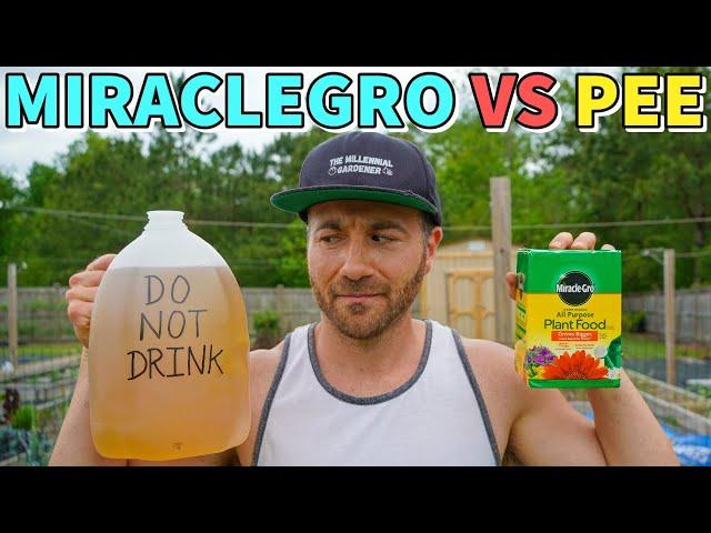 MiracleGro VS Pee: Which Fertilizer Is Better? Surprising Results!