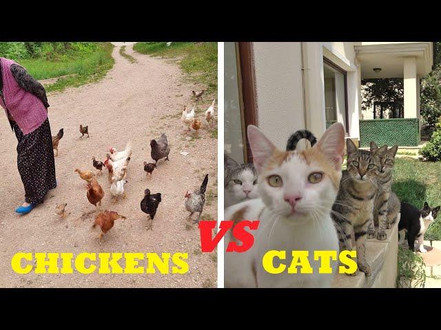 How to Gather Chickens vs How to Gather Cats !!