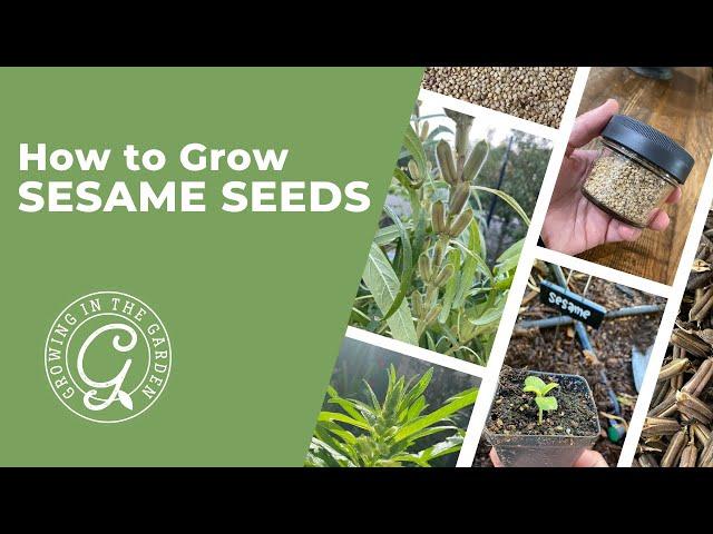 How to Grow Sesame Seeds