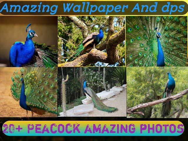 Peacock Best HD Photos | Peacock HD Images | Peacock HD Wallpaper Images | Peacock Photos