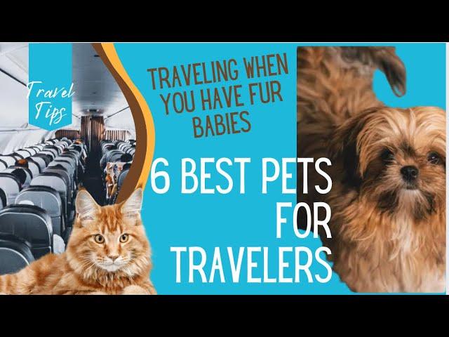 The 6 Best Pets  for Frequent Travelers | Traveling with Pets and Pets That Can Stay Home #pets