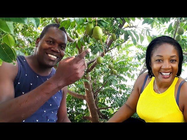 June Plums Harvest + Chat with Steve