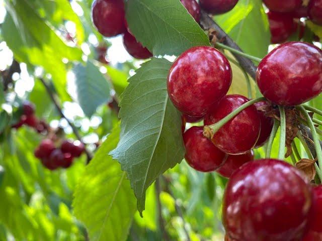 Morning in the Village, walking to the river | This cherry tree grows on the side of the road