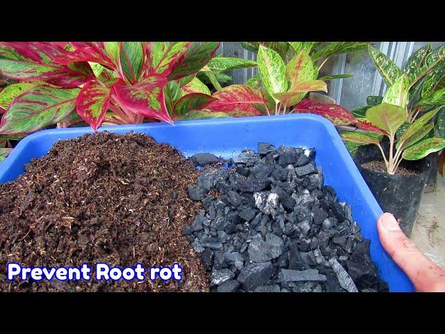 Soil Mix for Aglaonema Plants - Aglaonema Plant Care