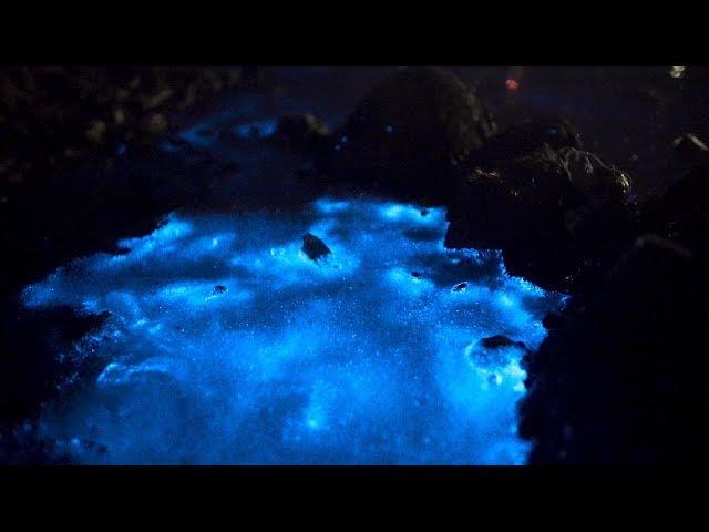 Bioluminescent Wadden-Sea, (Sea Sparkle) Zeevonk Terschelling (2nd Night) 03-06-2017