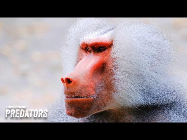 Extreme Survival: Desert Baboons and Drought-Defying Crocs | Wildlife Icons 107+206