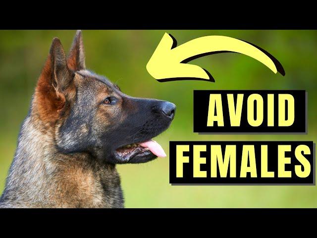 7 Reasons You SHOULD NOT Get A Female German Shepherd