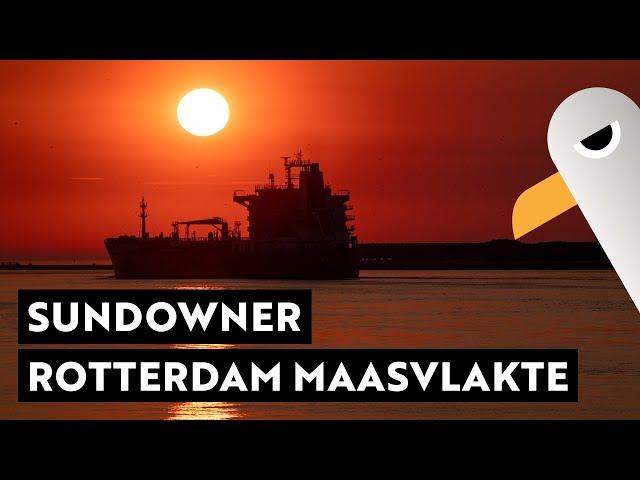 Sundowner Port of Rotterdam ️ Live Shipspotting im größten Hafen Europas