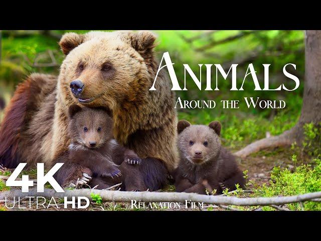 Cute Animals 4K - Most Animal Families with Relaxing Music | Ultra HD Relaxation Film