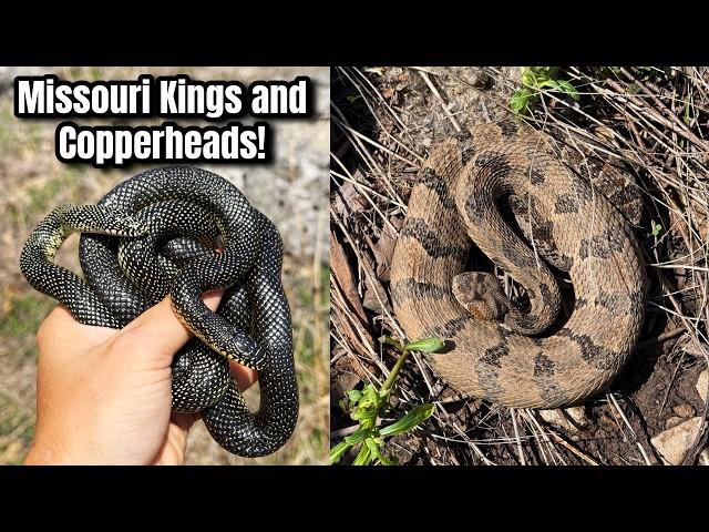 Hazardous Field Herping in Missouri! Finding Scorpions, Copperheads, and More Amazing Animals!