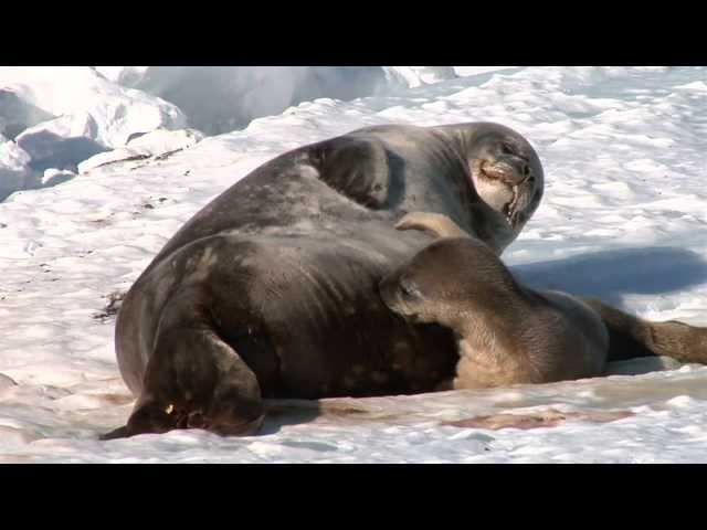 Introduction to Weddell Seals