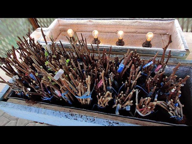 Preparation for Rooting Grape Cuttings