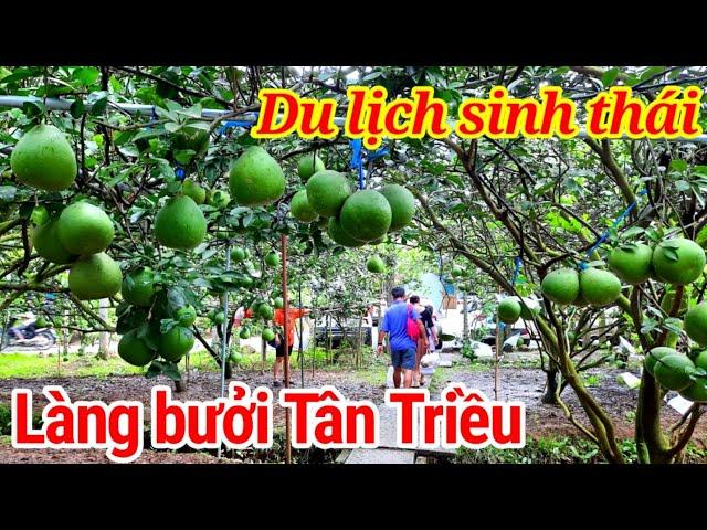  Du lịch đó đây tham quan Làng bưởi Tân Triều Năm Huệ - huyện Vĩnh Cửu Đồng Nai  Làng bưởi Năm Huệ