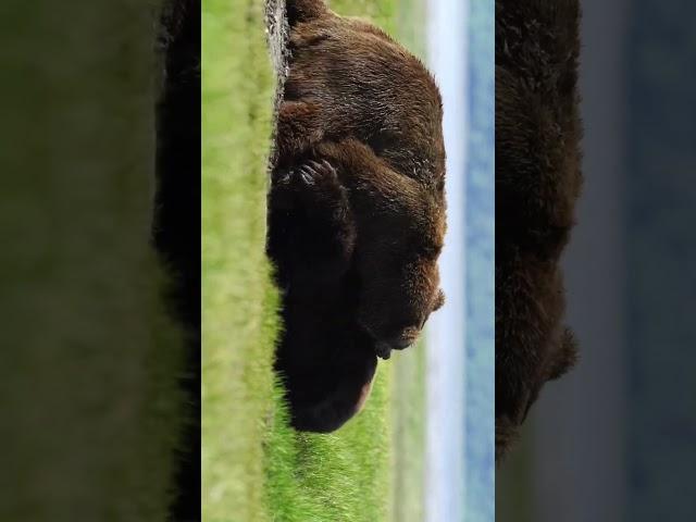 Two huge #bears battle for dominance #bearfight #alaska #grizzlybear