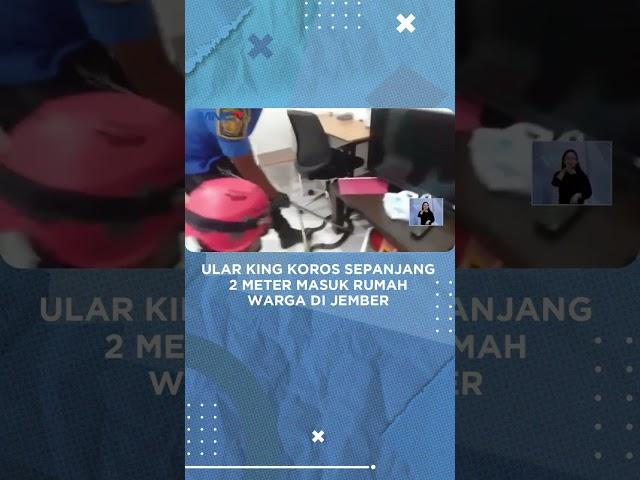 Ular King Koros Sepanjang 2 Meter Masuk Rumah Warga di Jember