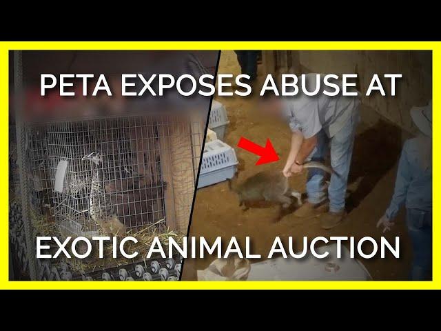 PETA Exposes Abuse at Exotic-Animal Auctions