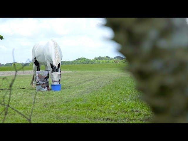 Buckeye Nutrition For Horses | Chewy