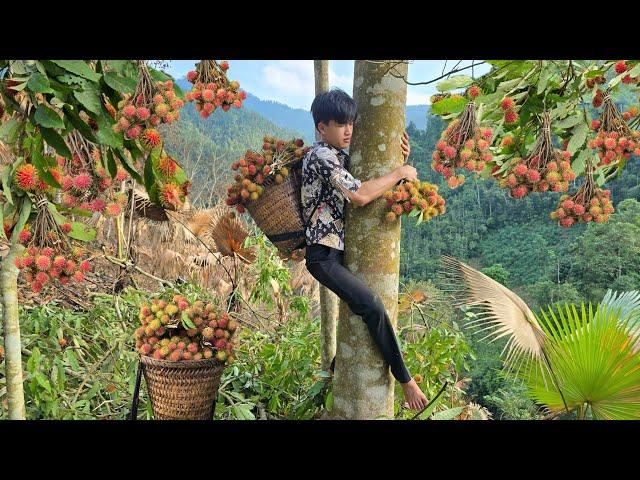 The wandering boy picked rambutan to sell - Harvesting the fruit