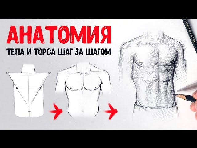 Как рисовать тело человека.