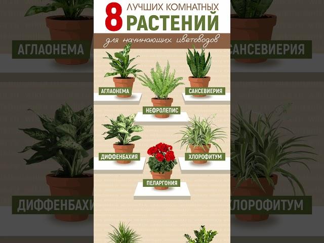 Лучшие комнатные растения для начинающих цветоводов #shorts
