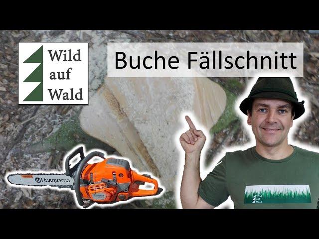 Buche fällen mit Vorhängerschnitt - SCHNELL & SICHER #wildaufwald