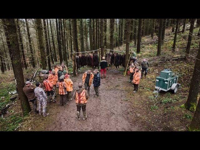 Hunting Wild Boar, Roe Deer, and Red Deer in France. Driven Hunt