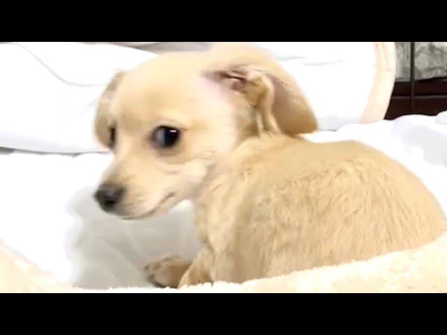 【チワックス】脱獄計画をたてる子犬がこちらです