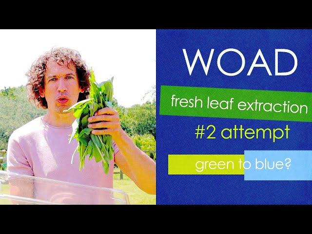 Dyeing with Woad | Fresh Leaf Extraction of Woad - 2nd Attempt