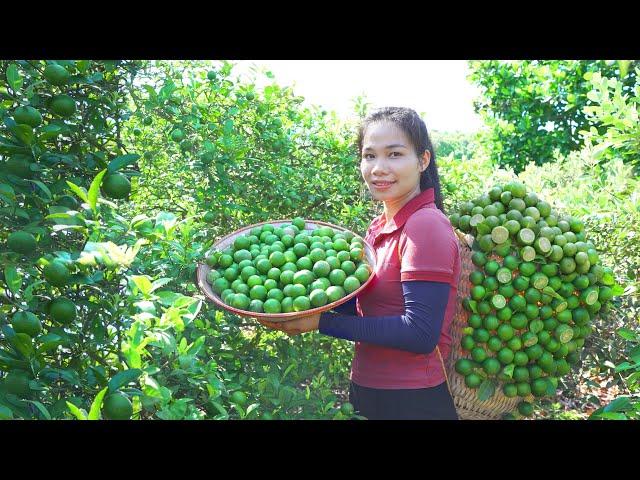 Harvesting Lemons - Making Boiled Chicken with Lemon Leaves to Sell at the Market - Thanh Farm