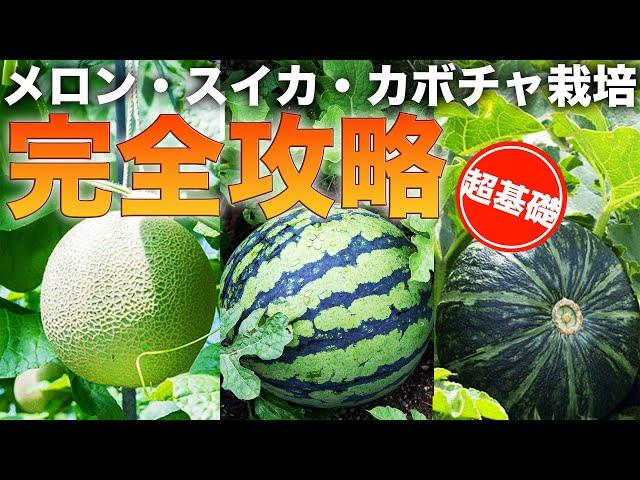 [Illustrated] A complete guide to growing pumpkins, watermelons, and melons [How to prepare] The ...