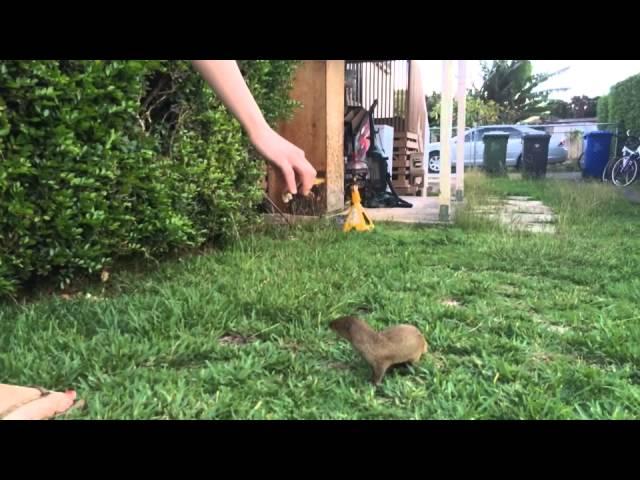 Pet Mongoose